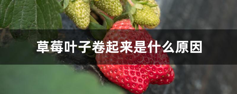 草莓叶子卷起来是什么原因