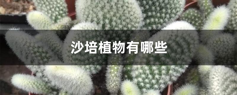 沙培植物有哪些