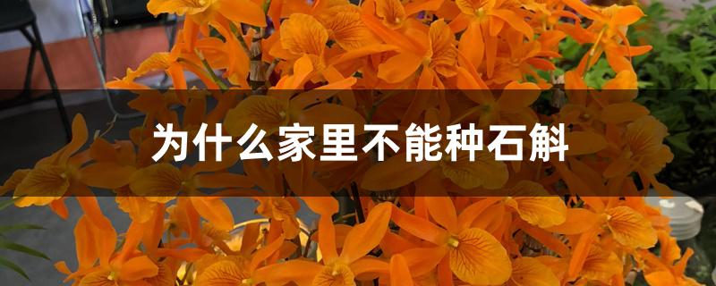 为什么家里不能种石斛