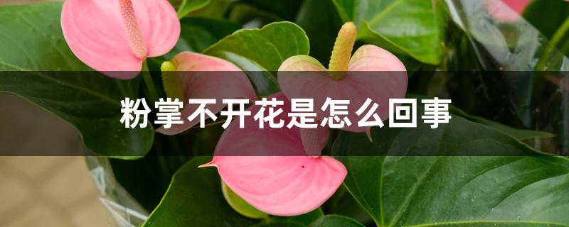 粉掌不开花是怎么回事