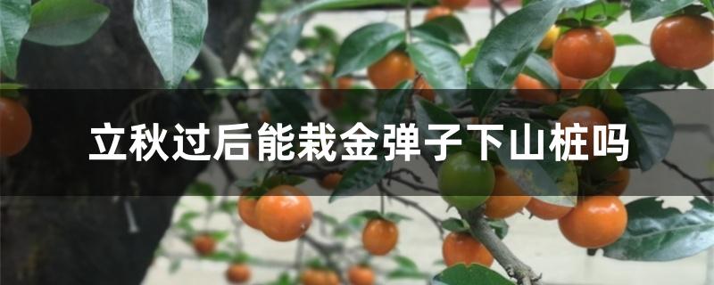 立秋过后能栽金弹子下山桩吗