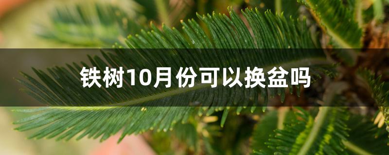 铁树10月份可以换盆吗