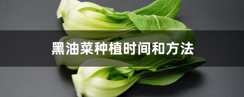 黑油菜种植时间和方法