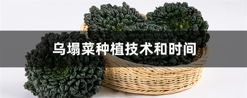 乌塌菜种植技术和时间