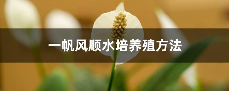 一帆风顺水培养殖方法