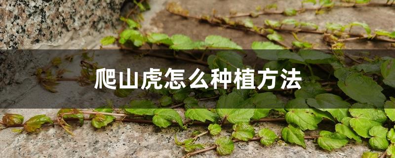 爬山虎怎么种植方法 爬山虎怎么种植方法