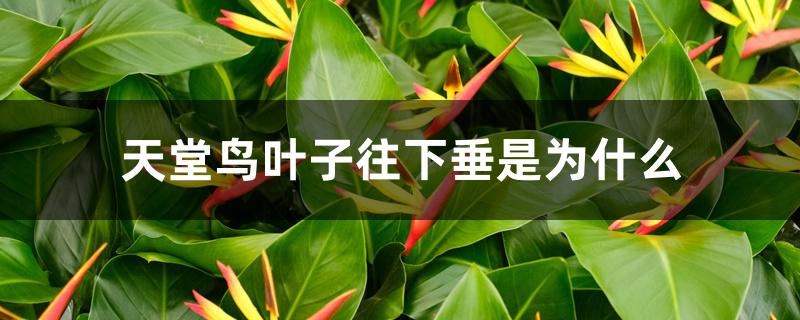 天堂鸟叶子往下垂是为什么 天堂鸟叶子往下垂是为什么