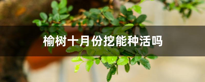 榆树十月份挖能种活吗