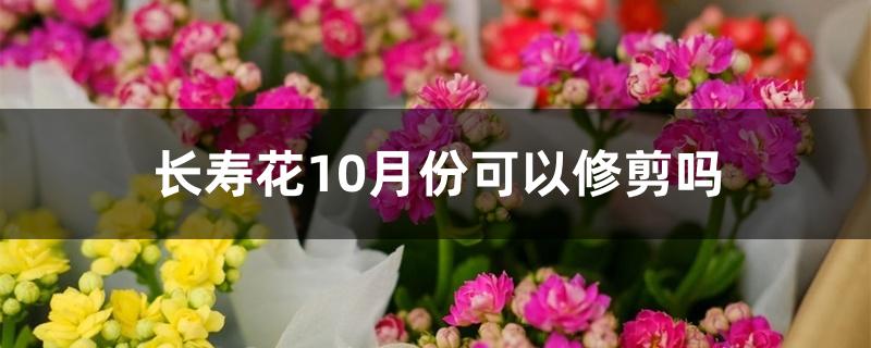 长寿花10月份可以修剪吗