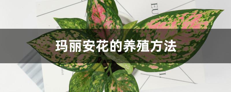 玛丽安花的养殖方法