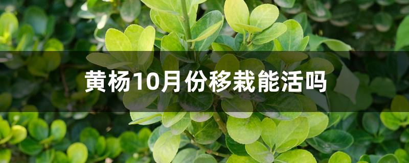 黄杨10月份移栽能活吗