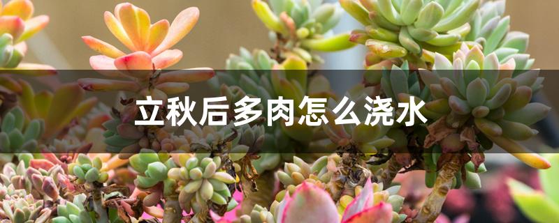 立秋后多肉怎么浇水 立秋后多肉怎么浇水