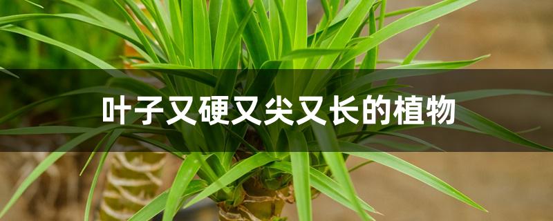 叶子又硬又尖又长的植物