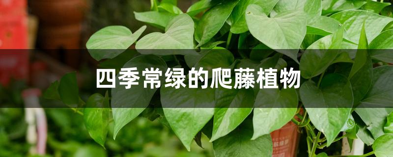 四季常绿的爬藤植物