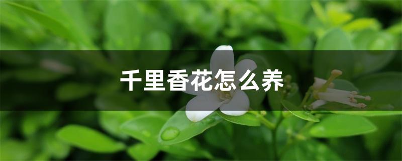 千里香花怎么养