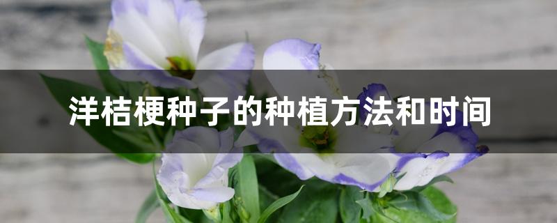 洋桔梗种子的种植方法和时间