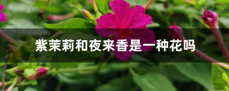 紫茉莉和夜来香是一种花吗