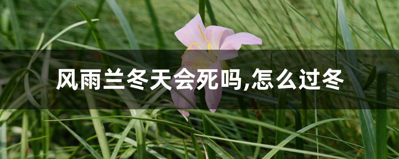 风雨兰冬天会死吗,怎么过冬