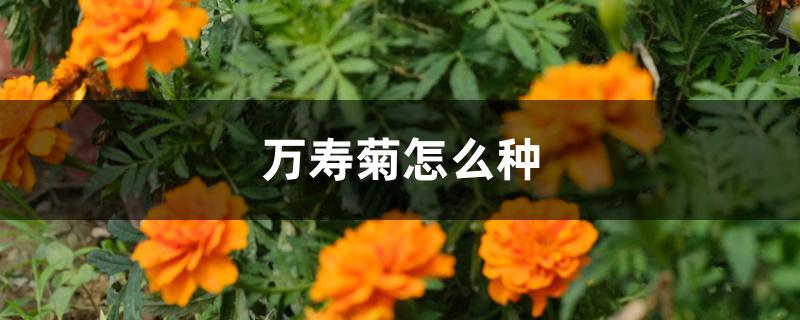 万寿菊怎么种