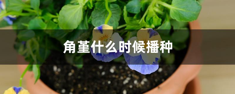 角堇什么时候播种