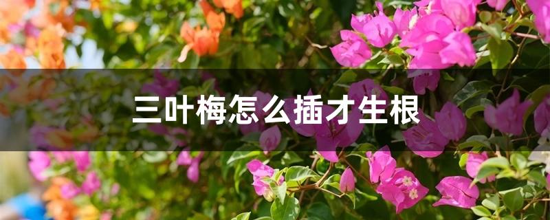 三叶梅怎么插才生根 三叶梅怎么插才生根