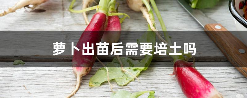 萝卜出苗后需要培土吗