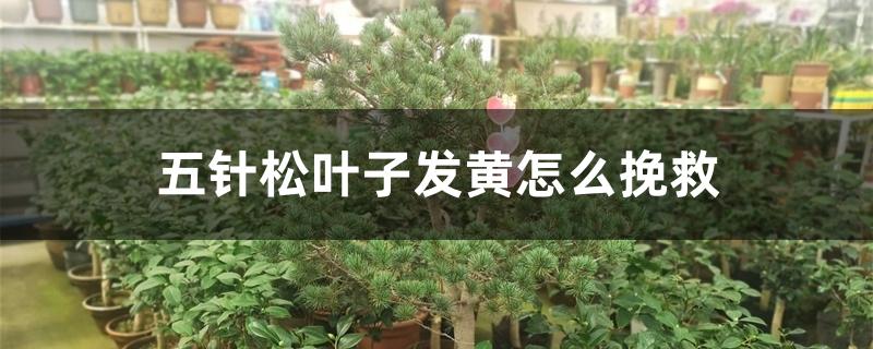 五针松叶子发黄怎么挽救