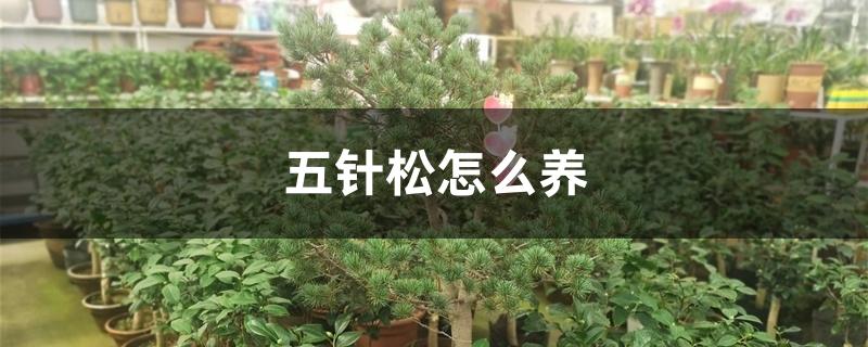 五针松怎么养