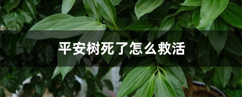 平安树死了怎么救活