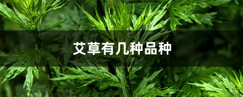 艾草有几种品种