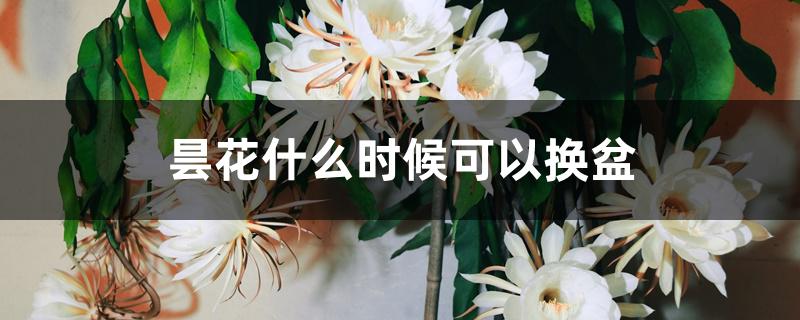 昙花什么时候可以换盆