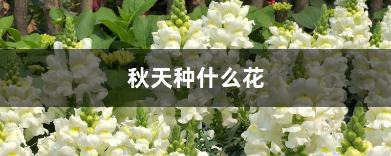秋天种什么花