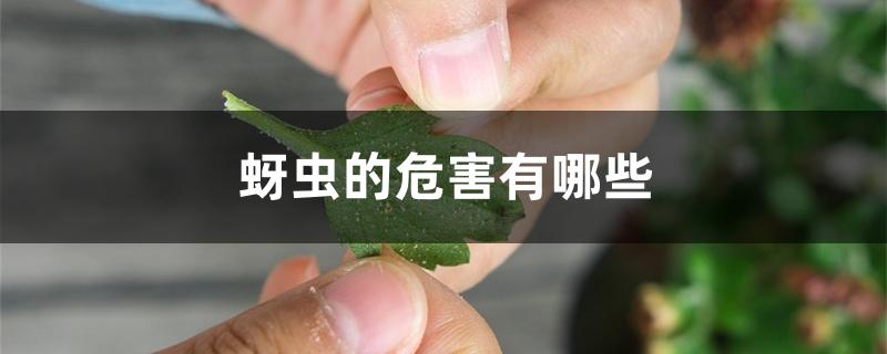 蚜虫的危害有哪些 蚜虫的危害有哪些