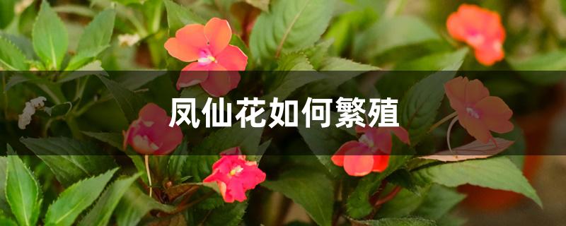 凤仙花如何繁殖