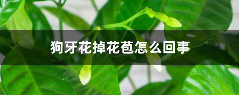 狗牙花掉花苞怎么回事