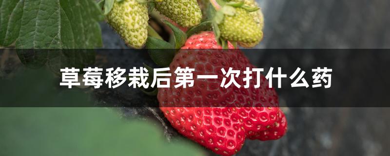 草莓移栽后第一次打什么药