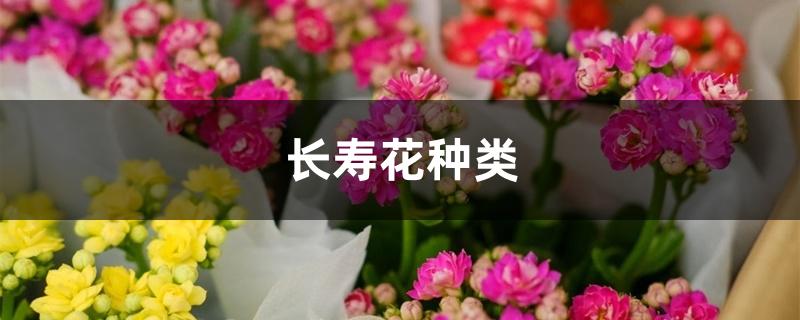 长寿花种类