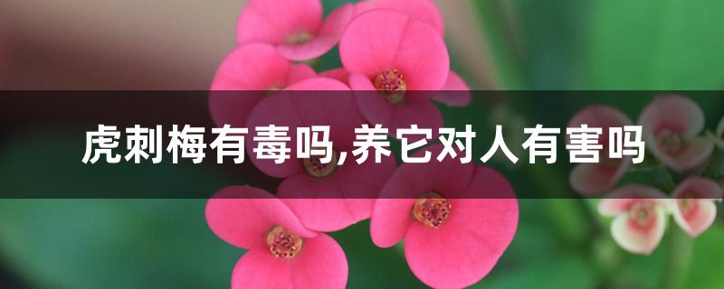虎刺梅有毒吗,养它对人有害吗 虎刺梅有毒吗,养它对人有害吗