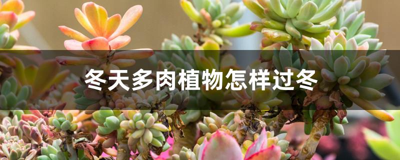 冬天多肉植物怎样过冬