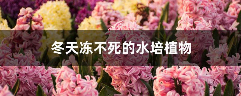 冬天冻不死的水培植物