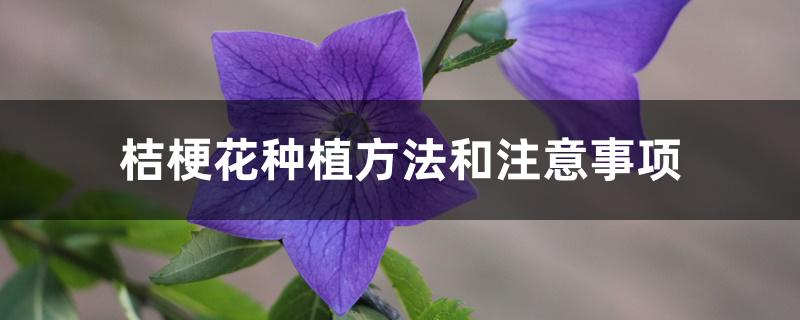 桔梗花种植方法和注意事项
