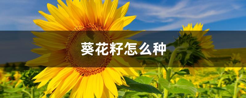 葵花籽怎么种