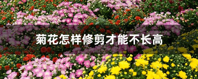 菊花怎样修剪才能不长高