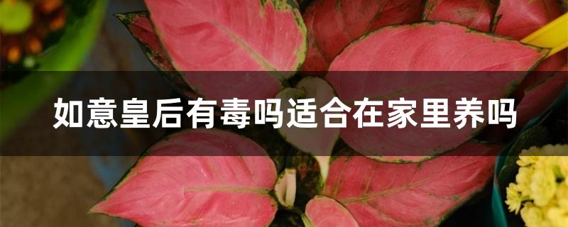 如意皇后有毒吗适合在家里养吗