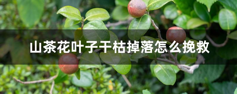 山茶花叶子干枯掉落怎么挽救