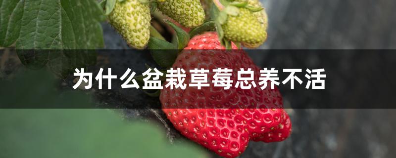 为什么盆栽草莓总养不活