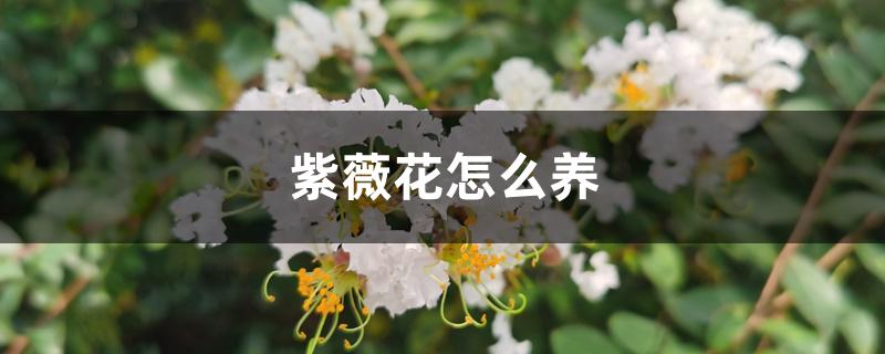 紫薇花怎么养