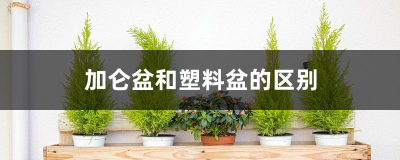 加仑盆和塑料盆的区别