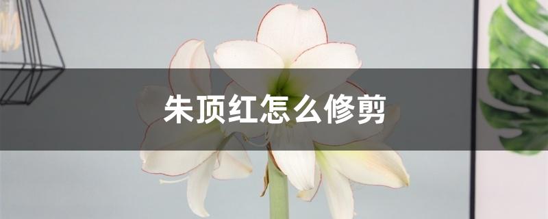 朱顶红怎么修剪