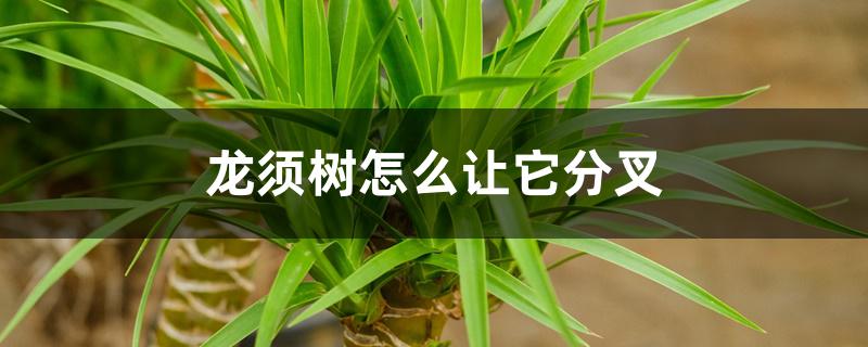 龙须树怎么让它分叉 龙须树怎么让它分叉